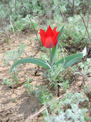 Tulip